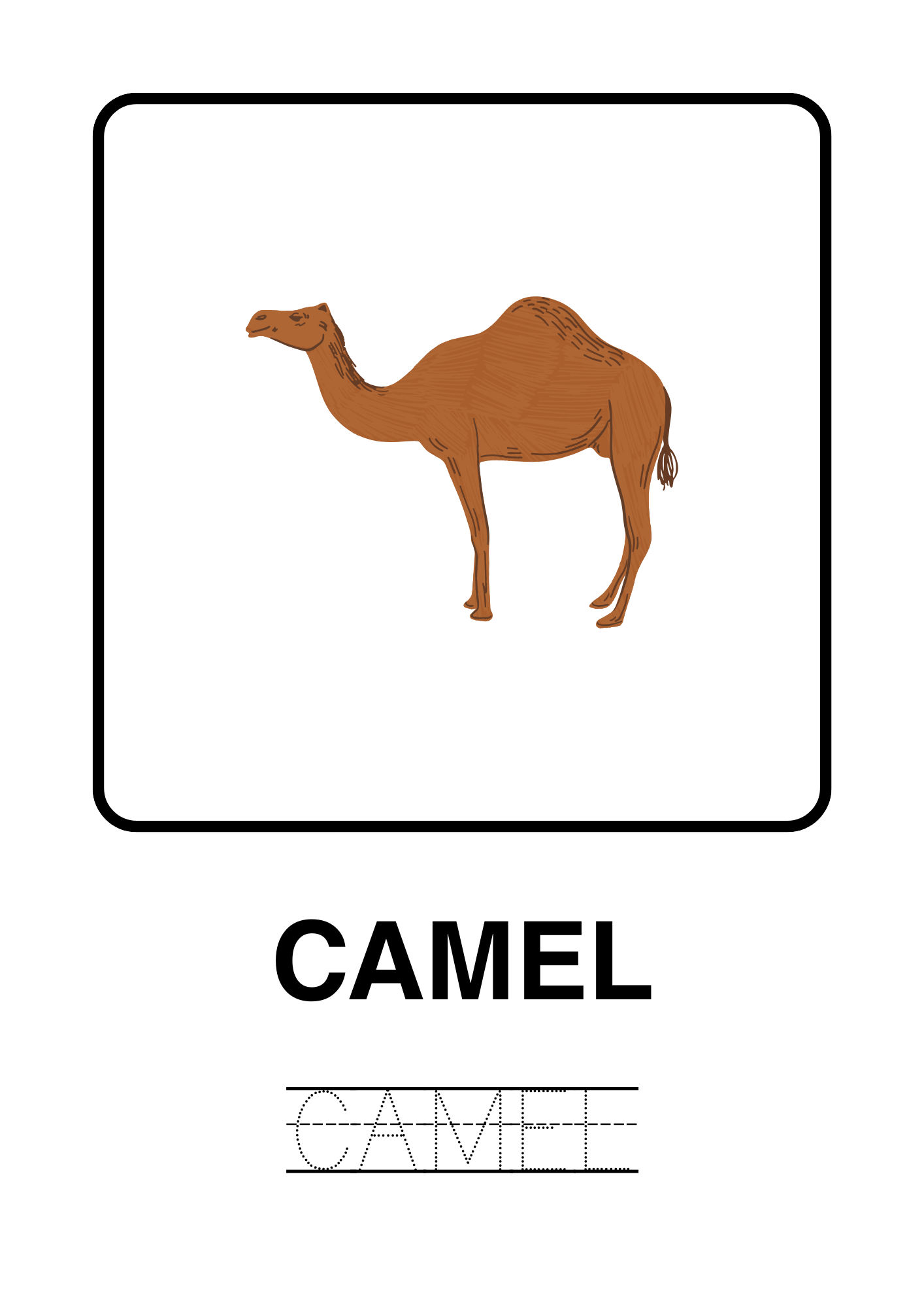 50 Animals Around The World